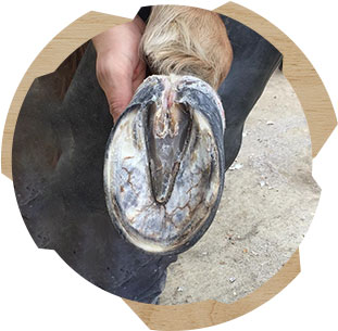 Orthopédie - Clinique équine de Sers